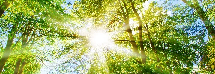 Sonne scheint durch Blätterdach